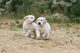 GOLDEN RETRIEVER 330